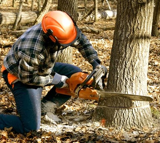 Tree Removal in Vesper, WI